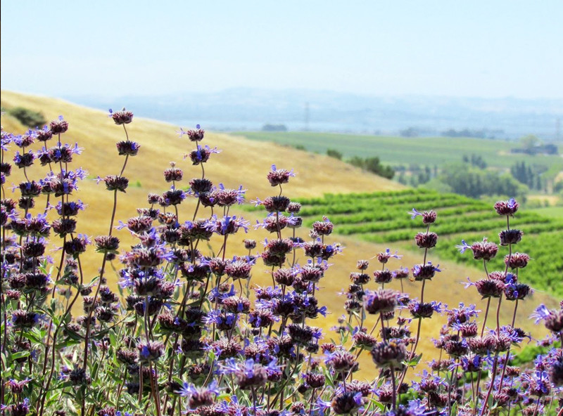 Thistles