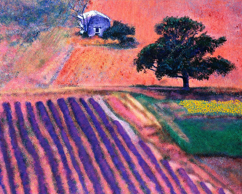 Lavender Fields